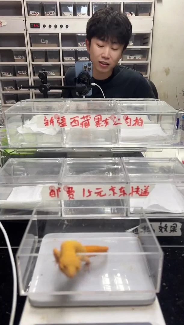豹纹守宫81豹纹守宫