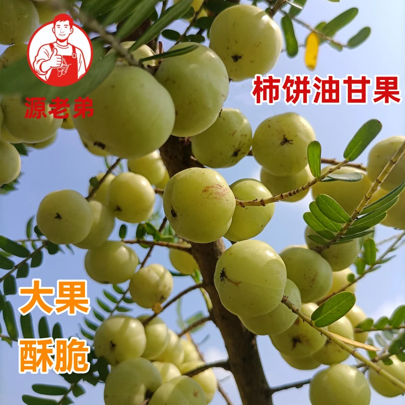 金灶柿饼油甘新鲜采摘潮汕油甘果生吃榨汁解腻酸回甘孕妇水果