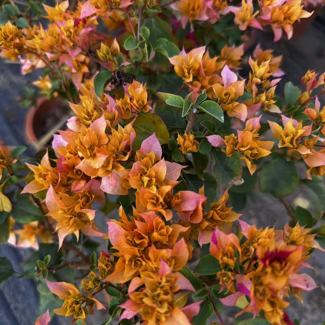 【重瓣黄】三角梅盆栽原盆原土勤花四季开花