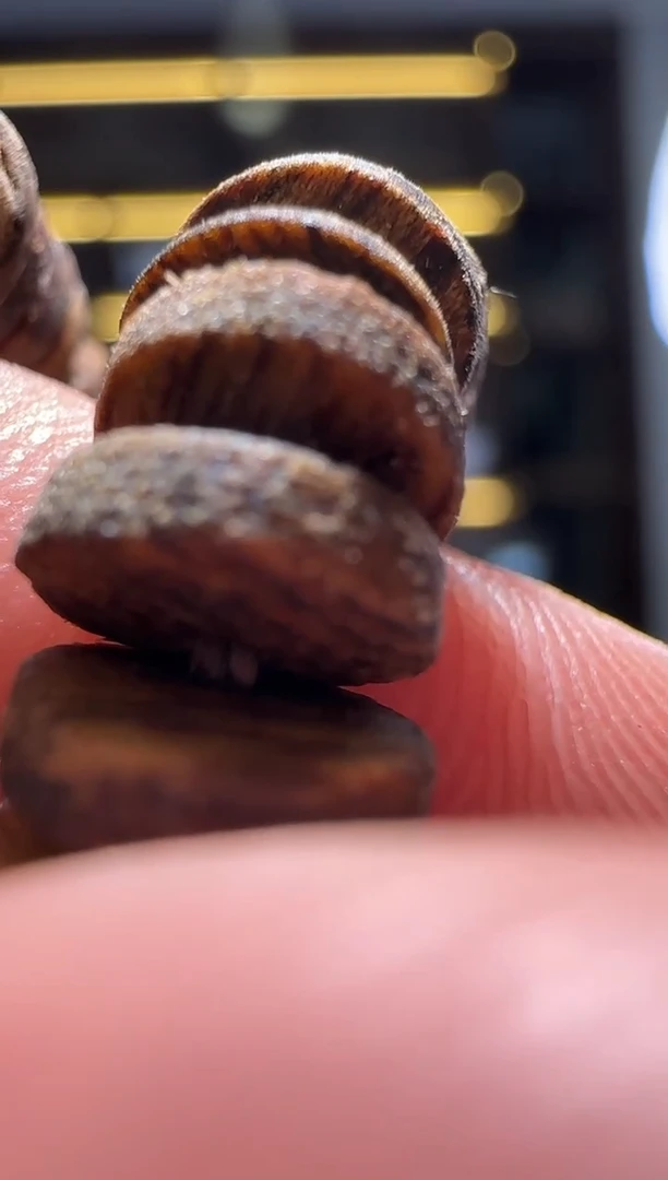 【闪购商品】沉香沉香碎屑309号片片勾丝粉末多样性发一075