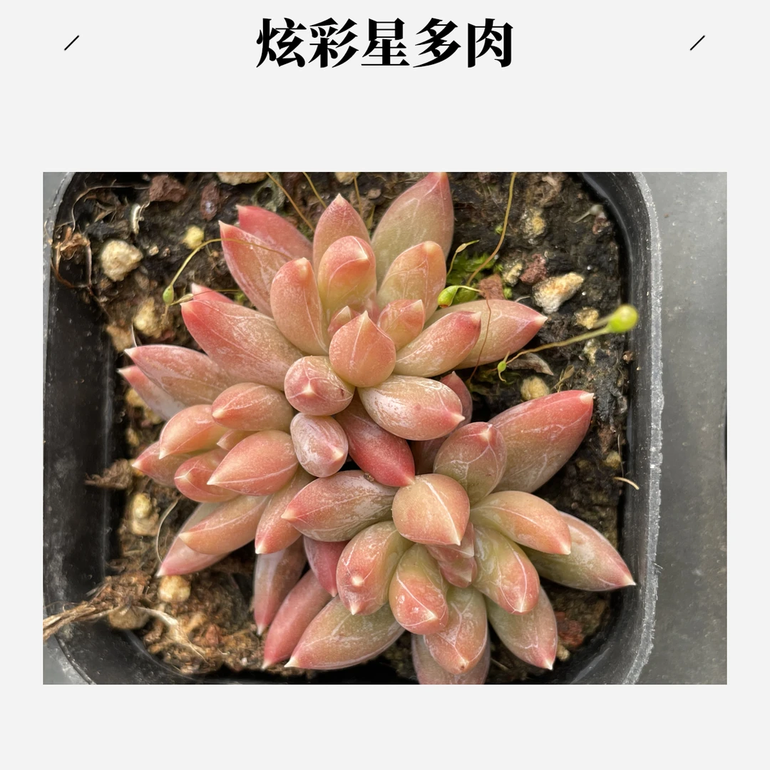 炫彩星实物以直播间为准非偏远满20包邮