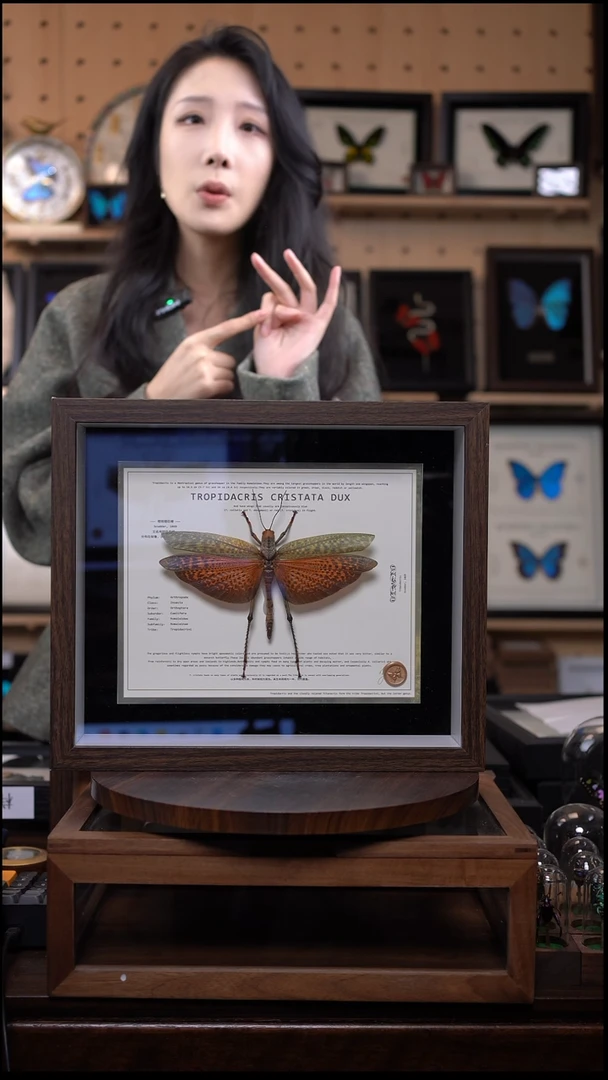 橙斑翅巨蝗标本摆件