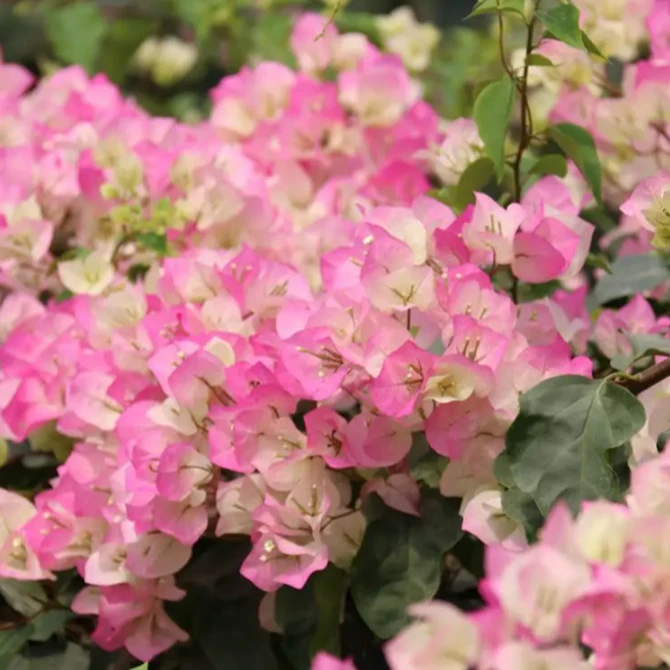 绿樱 三角梅 不带花 不带盆