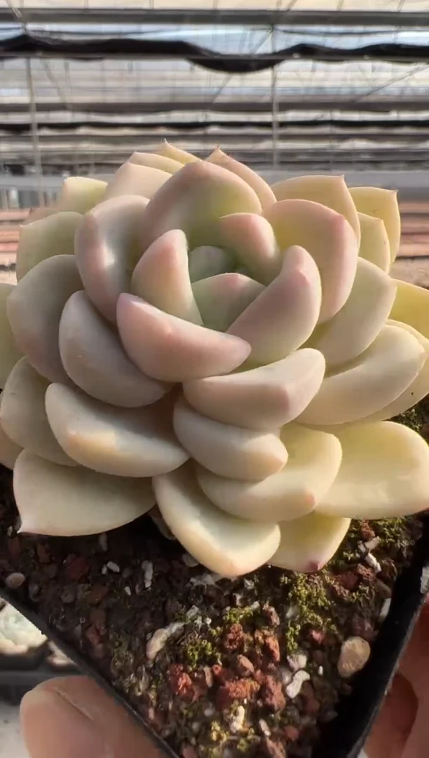 【闪购商品】福利款多肉-199