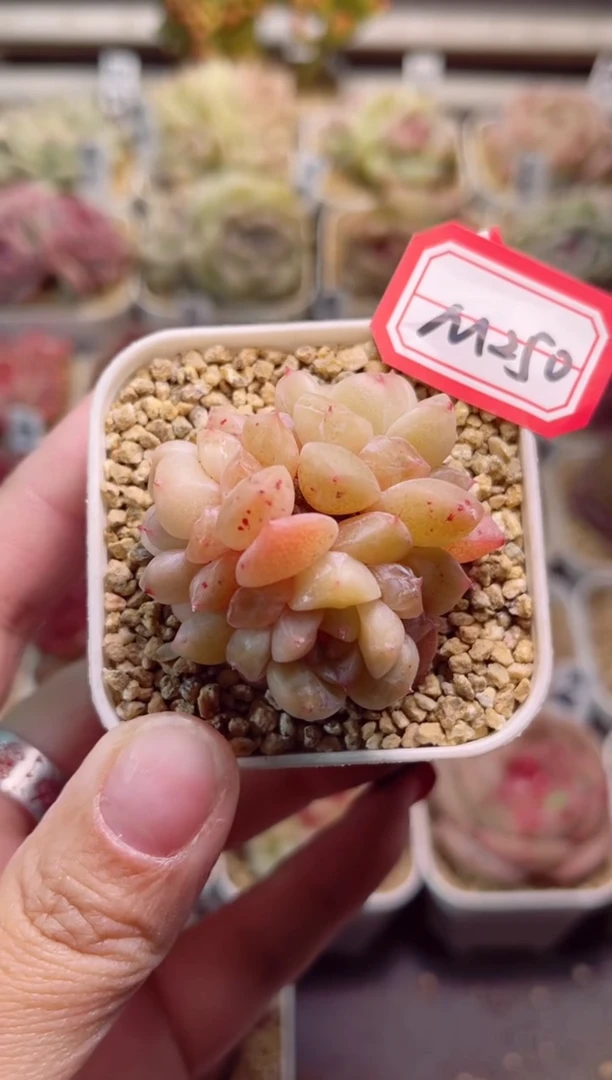 【闪购商品】M250杏花村一物一拍