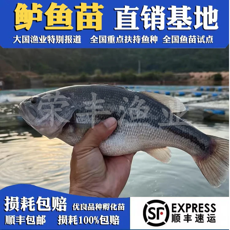 加州鲈鱼 大口黑鲈 路亚 淡水养殖 顺丰包活