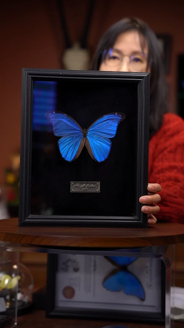 大蓝闪 黑绒底  常规