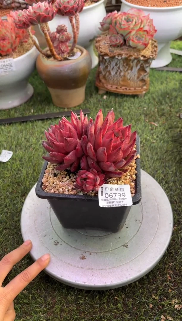 【闪购商品】06739