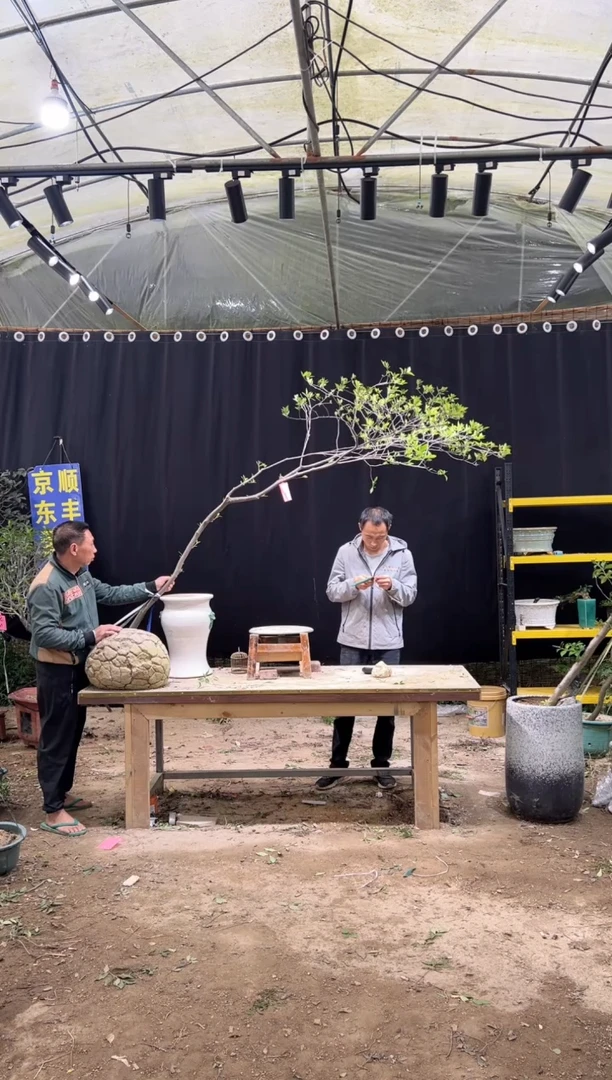 当前无花朵，栽培后可花朵珍*港  海岛栀子花