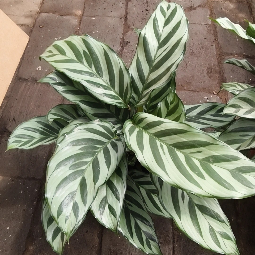 翠叶竹芋观叶盆栽