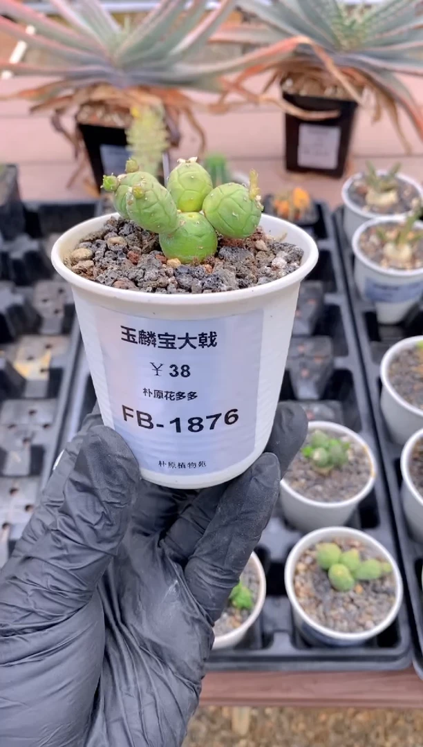 【闪购商品】玉麟宝大戟FB-1876