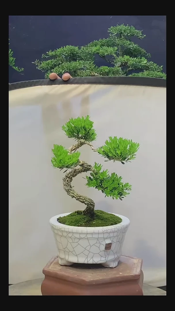 完全开放平****?111111