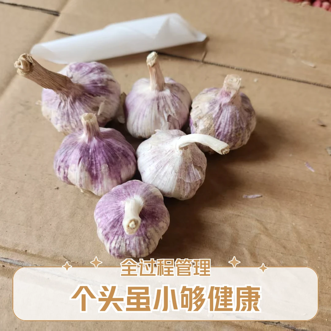 大蒜干蒜全程零有害农药化肥除草剂大蒜头