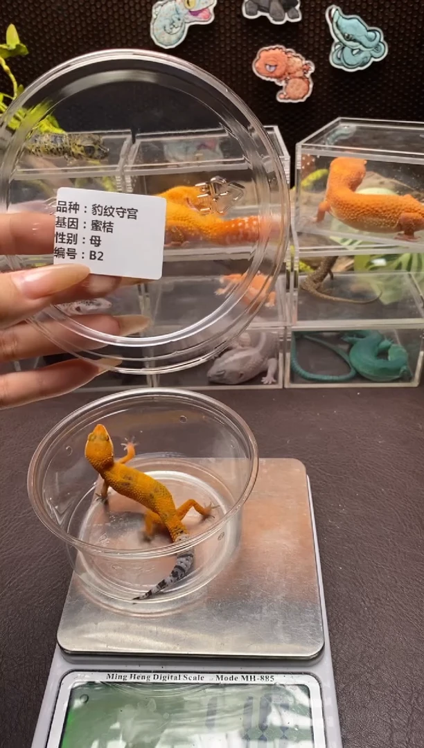 睫角守宫 鳞与尾 Scale Tail 爬宠B2