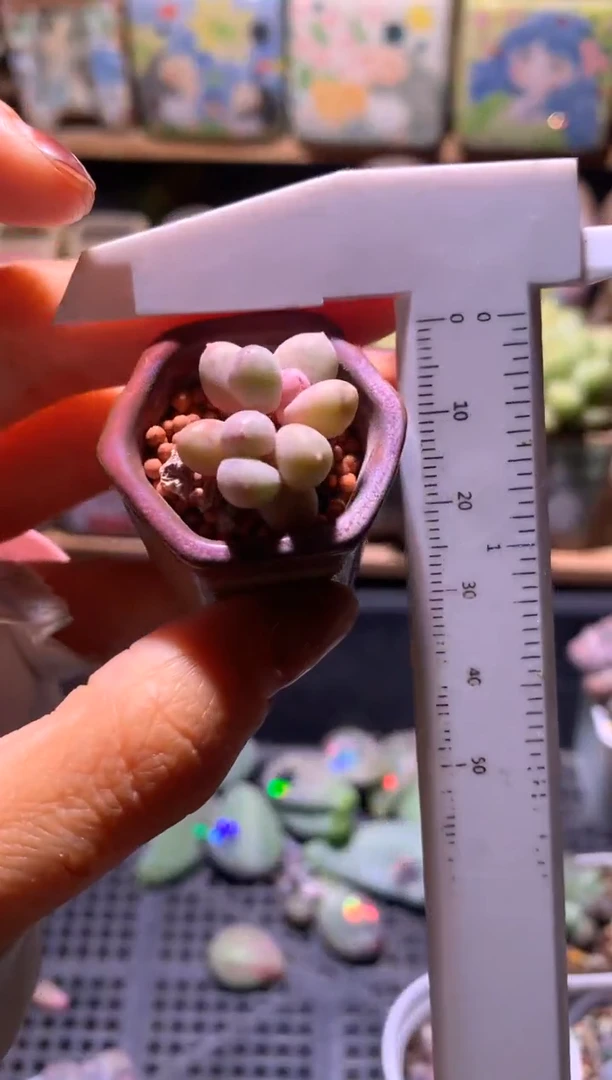 一个叶子有晒伤彩虹，满28包邮，不满发一个叶片到付