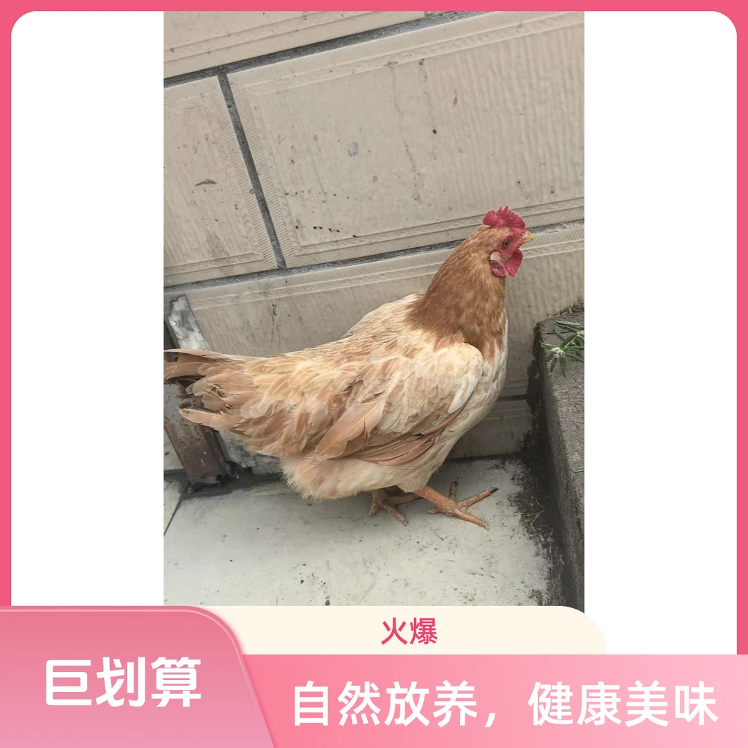 【包杀鲜送】河北老母鸡一年7个月左右不老不嫩，大约三斤半