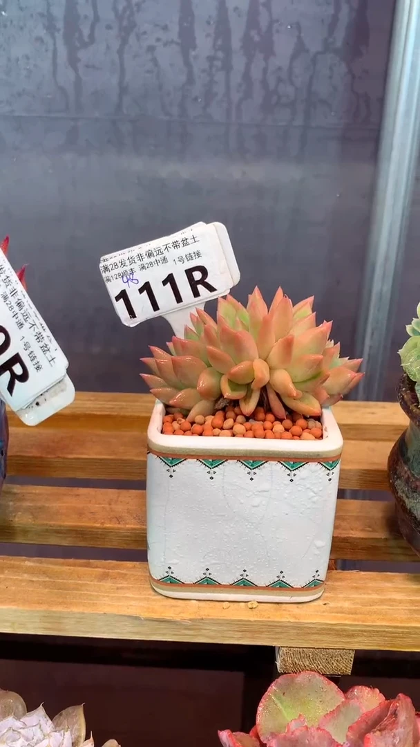 111R（一物一拍实付满28发货，默认不带盆土）