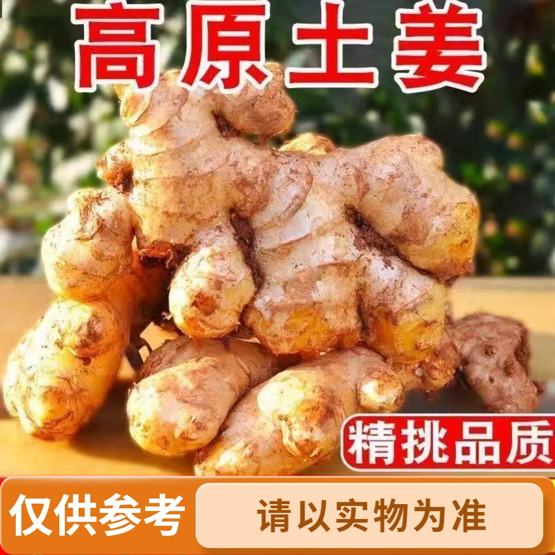 正宗高山镇宁小黄姜农家自种姜味浓郁原泥老姜辛辣够味大小混装
