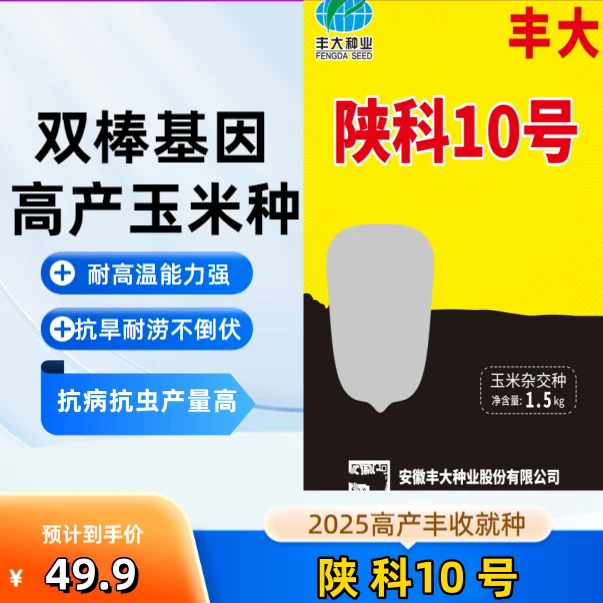 双棒基因矮杆抗倒高产玉米种抗病抗虫抗旱包谷种活秆成熟苞谷种