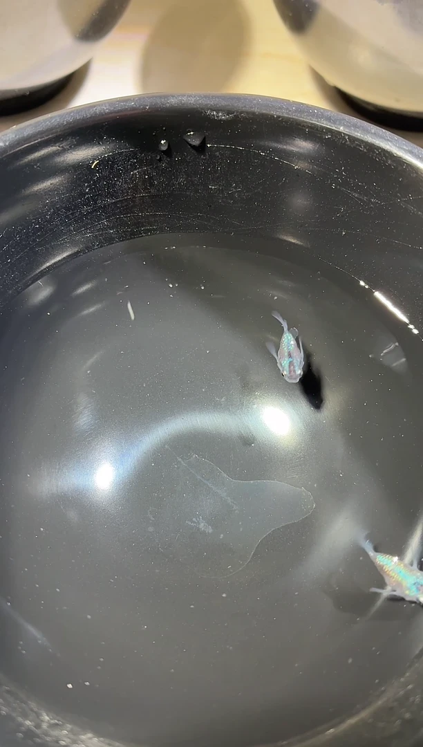 青鳉鱼蓝宝石球2条