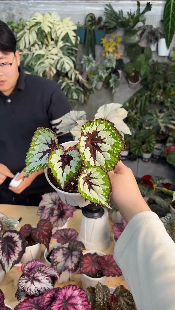 完全开放抹茶巧克力