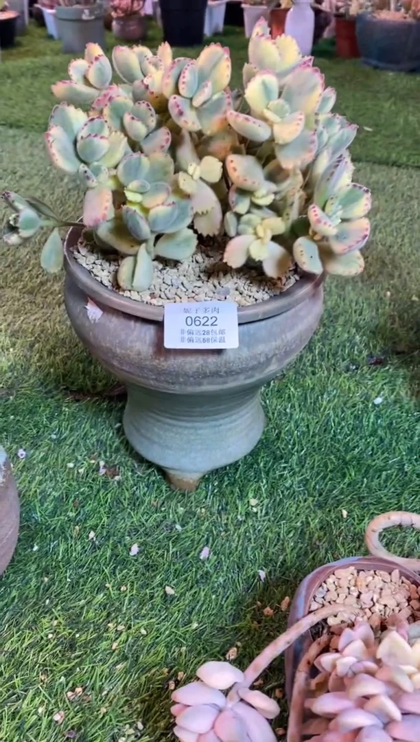 【闪购商品】0622a