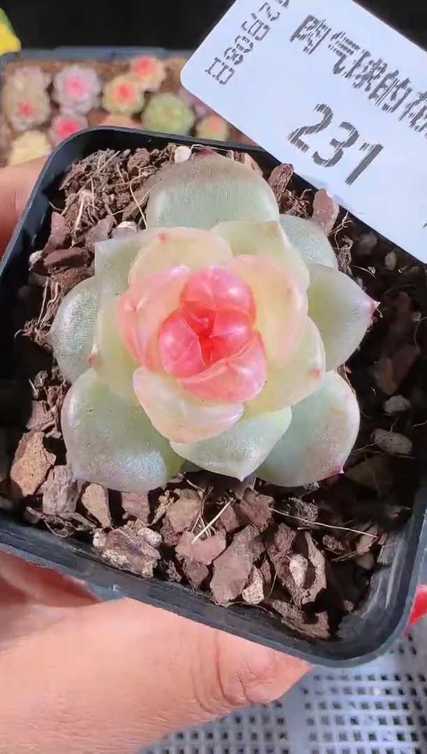 1208-231bl-4多肉群生不包整