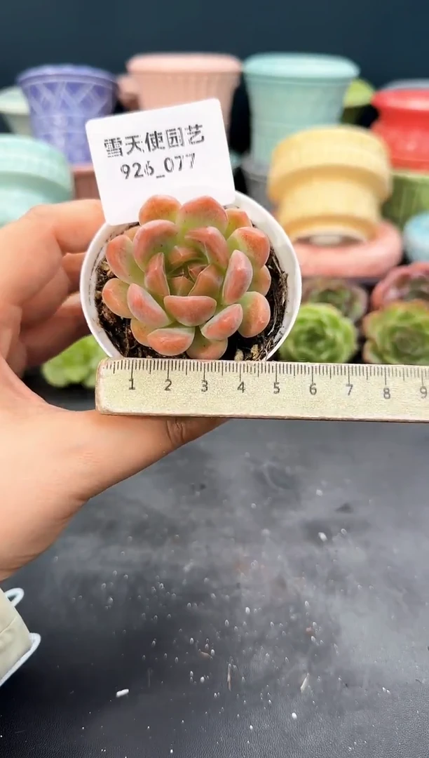 926-077青山（冠幅5cm）