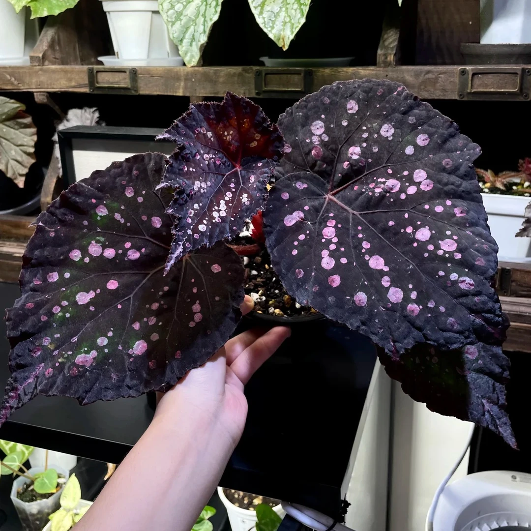 【热植馆】嘉顿先生秋海棠热带植物绿植花卉植物室内高端植物观赏