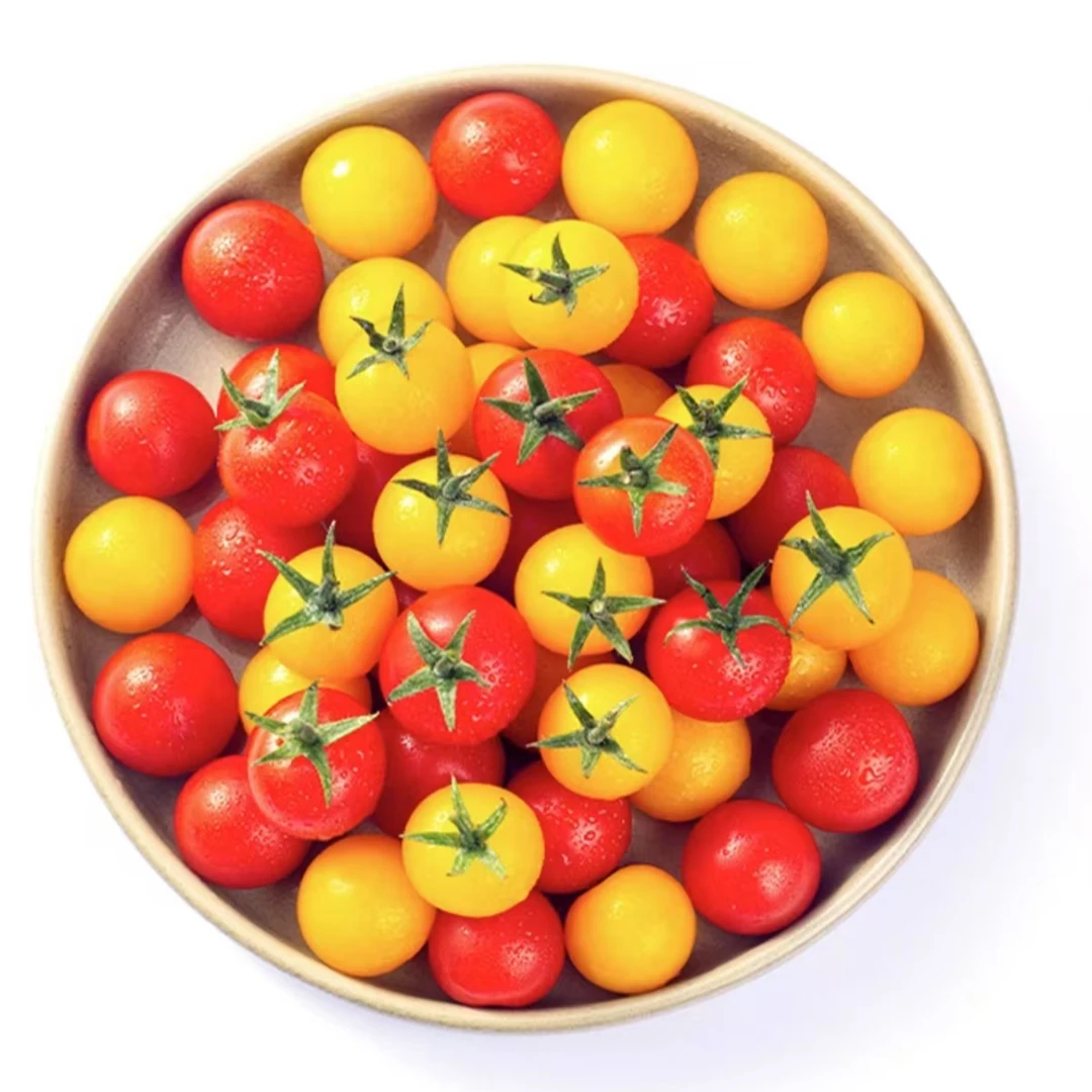 陕西泾阳红黄两色圣女果4斤小番茄顺丰包邮酸甜圣女果小番茄