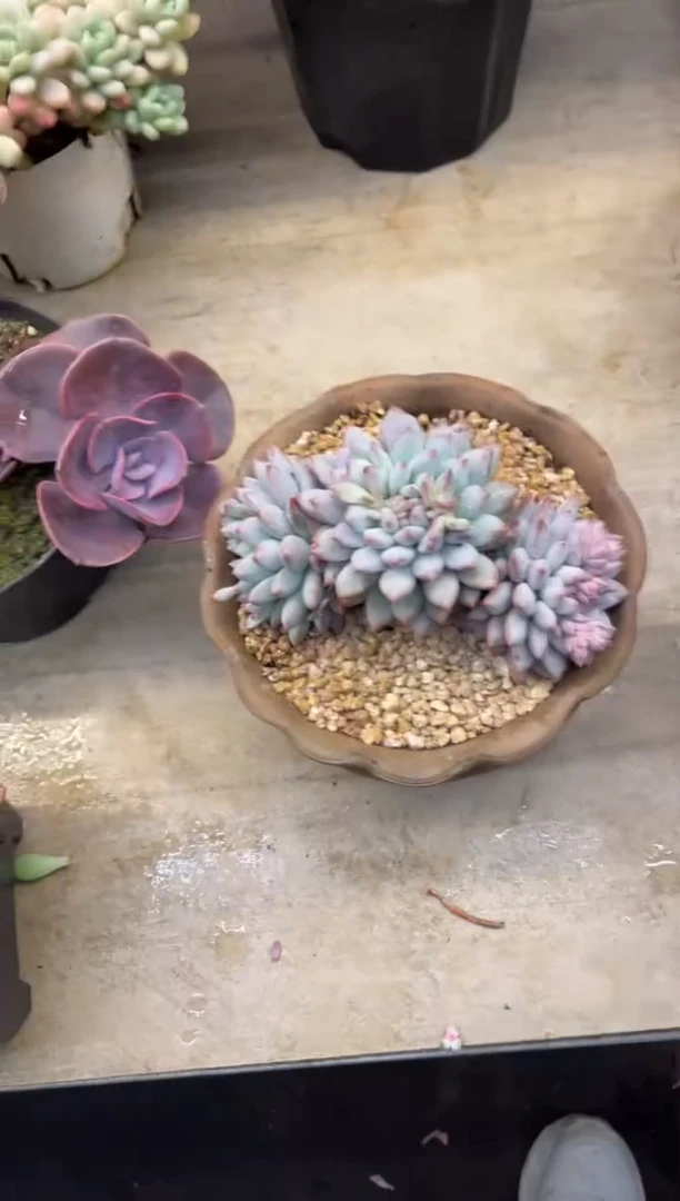 【闪购商品】2-147美人