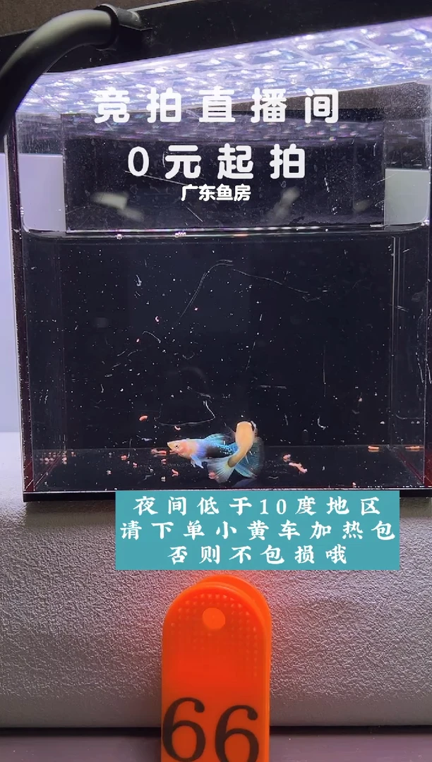 孔雀鱼黄化蓝礼服鸥翼一对编号66