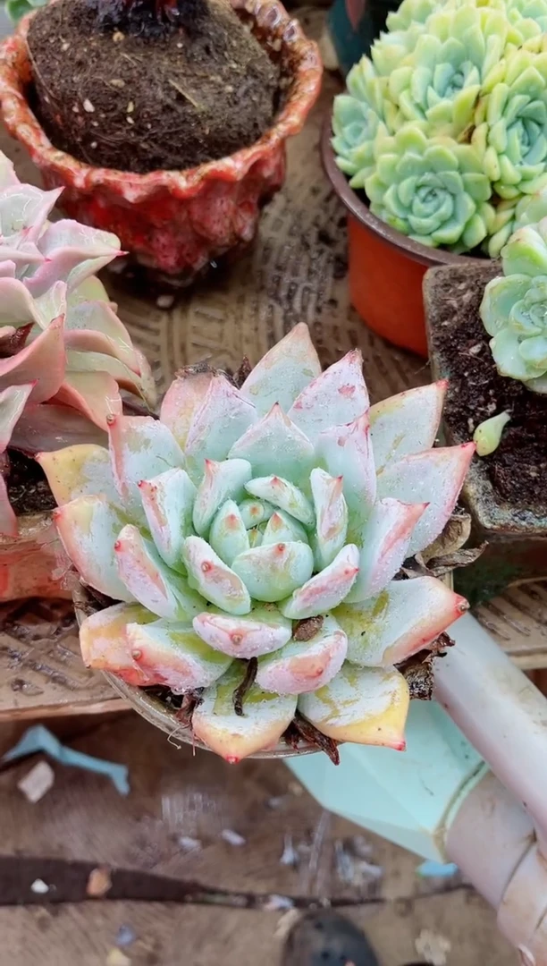 梦***憾16057多肉植物一物一拍