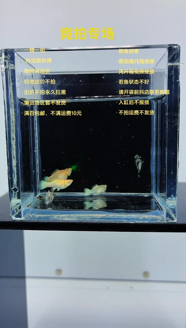 孔雀鱼玛丽苗子5条-40