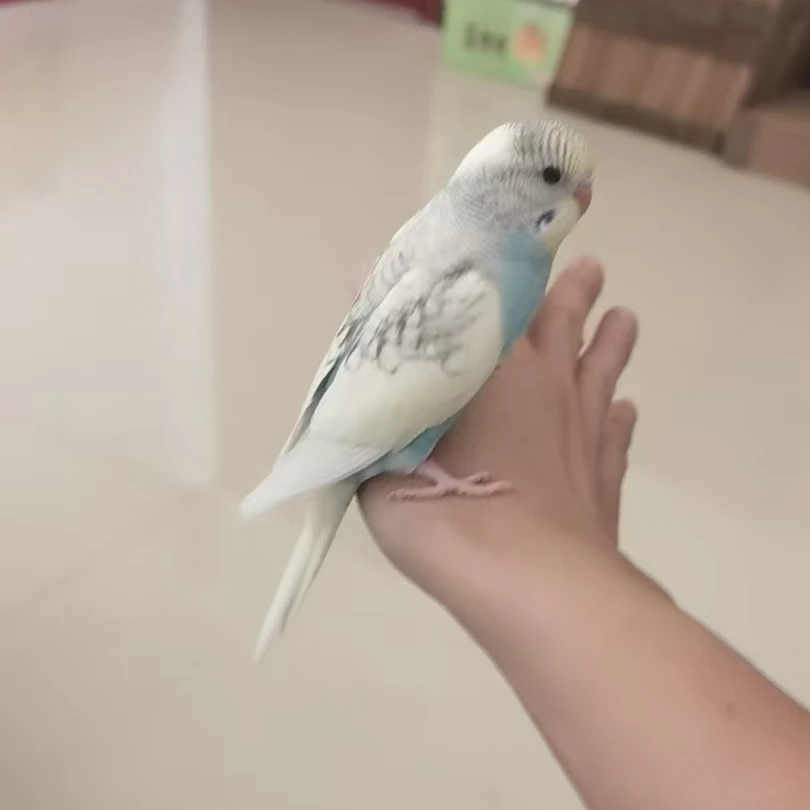 7个月成年活体大头虎皮鹦鹉 二十天左右就能踩背