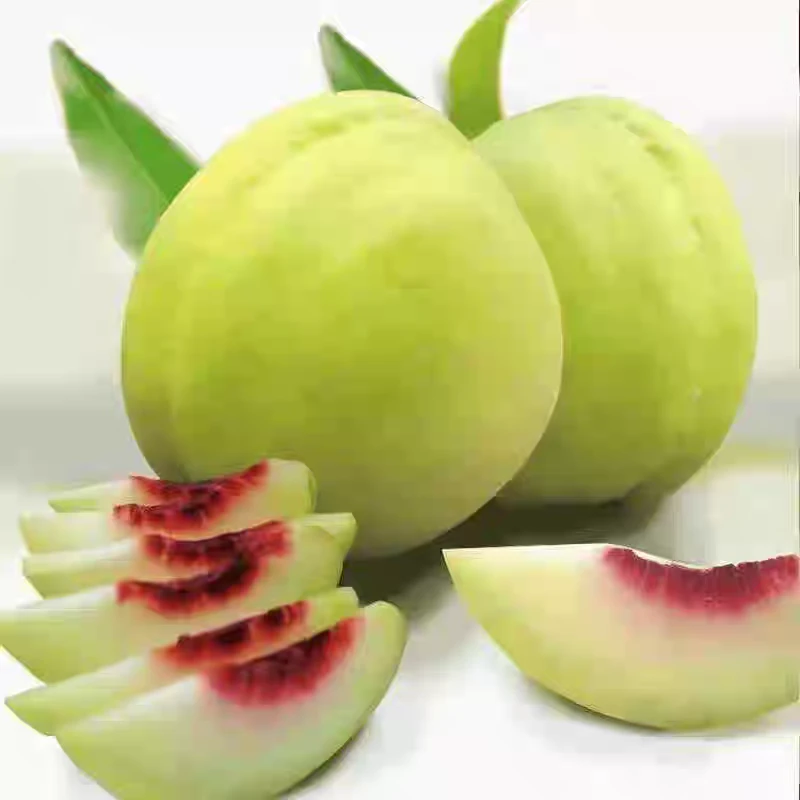 秭归高山冬桃脆桃现摘现发青皮红肉脆甜可口脆桃新鲜应季水果