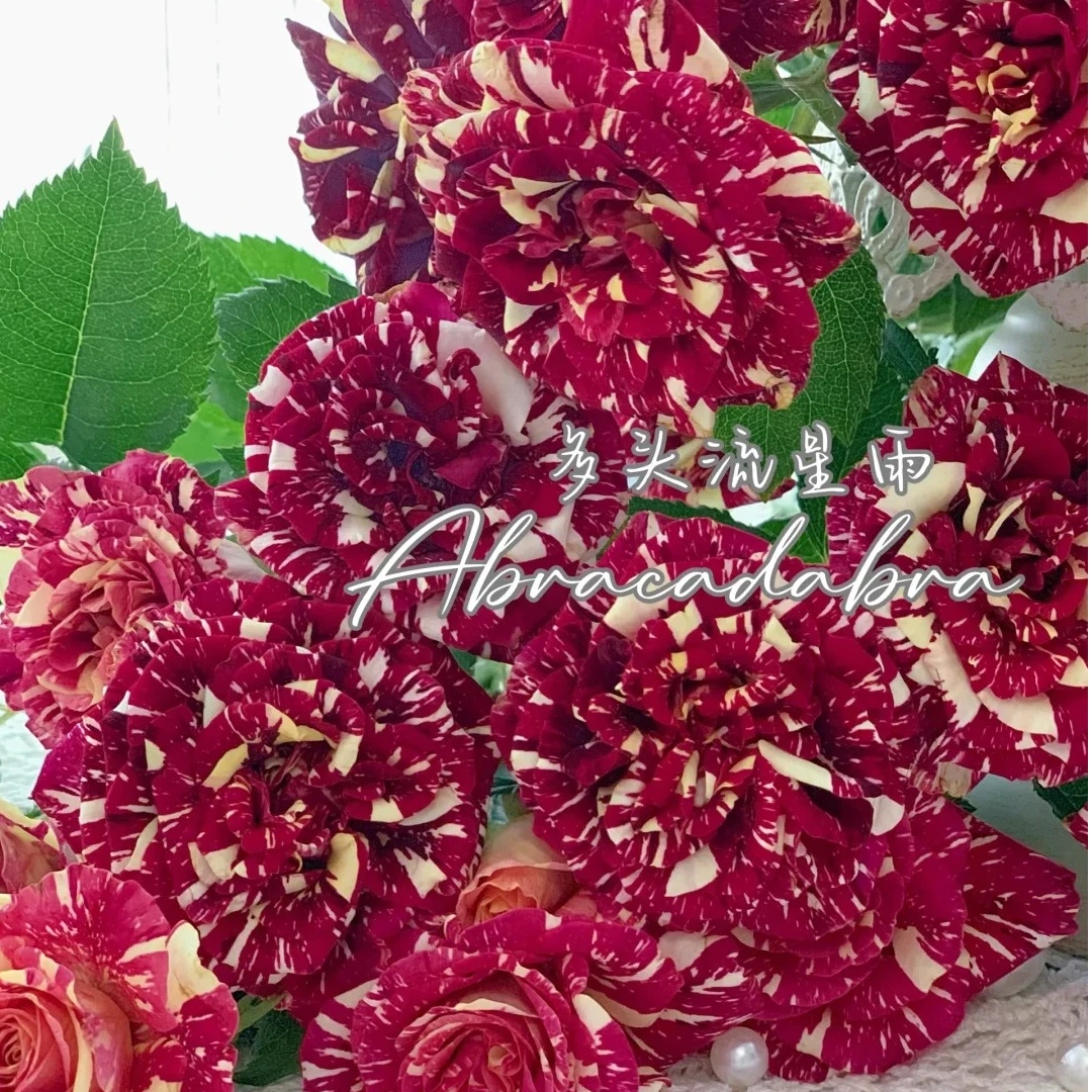 【多头流星雨】稀有多头玫瑰 好开好养 新手必养 黑红色带彩边玫瑰