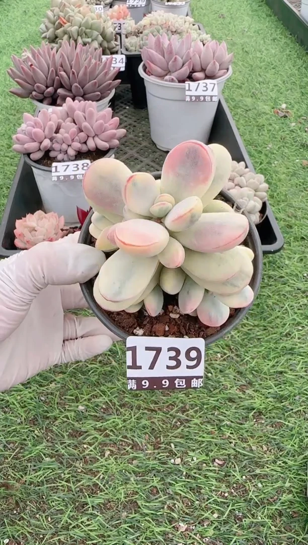 【闪购商品】信福多肉一物一拍