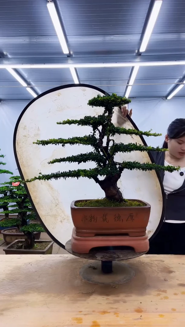 无花朵一物一拍，所见即所得