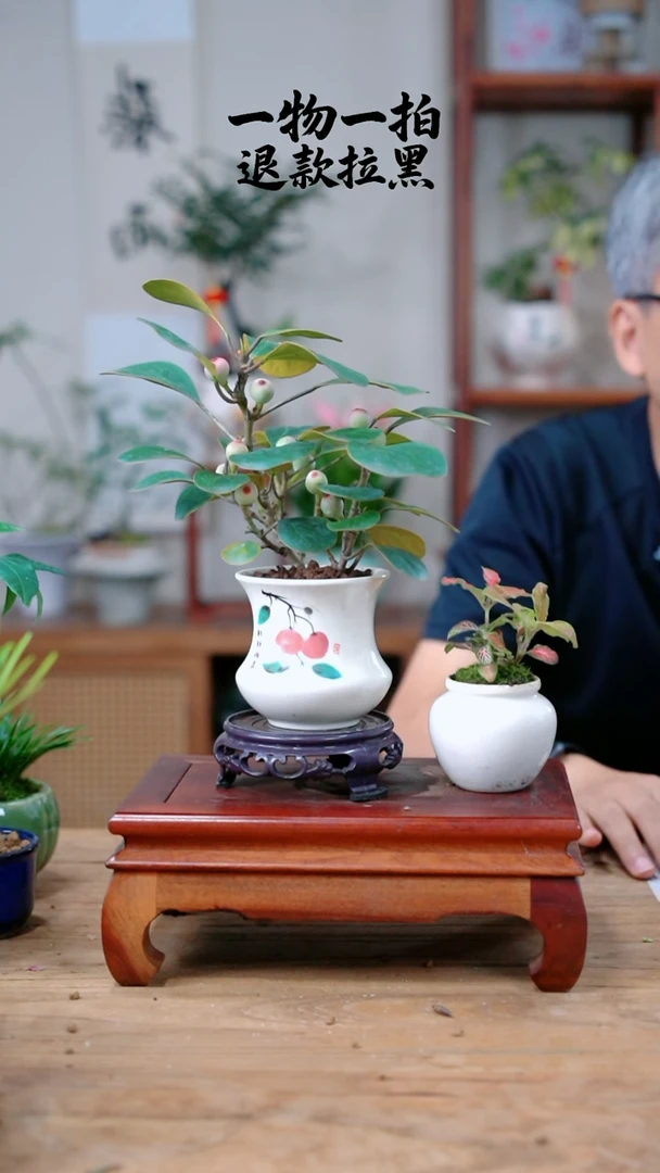 完全开放多****C菩提+网纹草