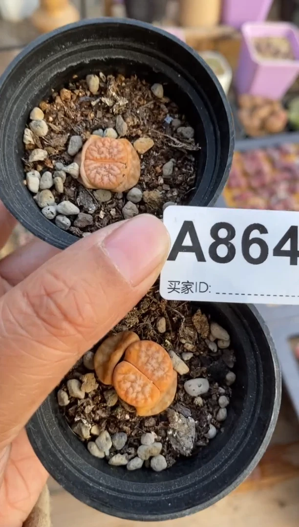 【闪购商品】8647直播一物一拍