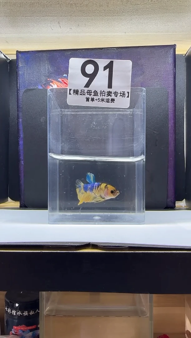 斗鱼母鱼编号：91
