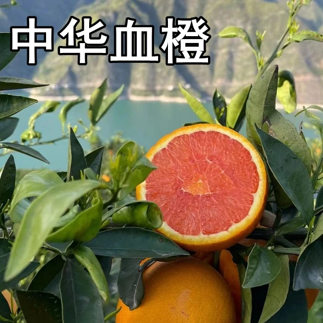 中华血橙苗南北方庭院盆栽地栽种植特大嫁接甜橙子果树苗当年结果