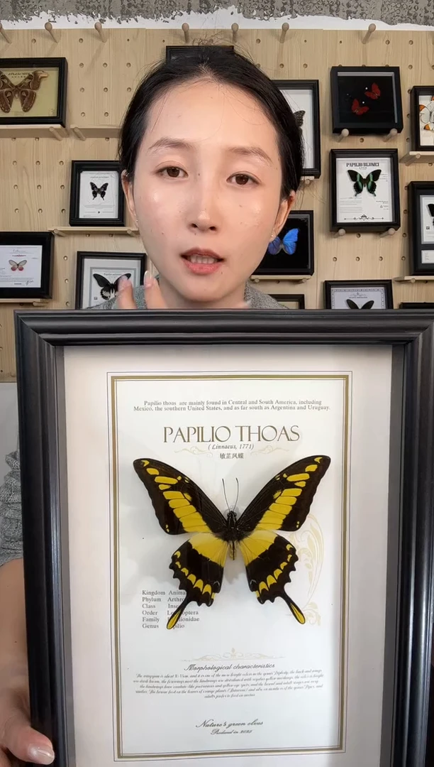 敏芷凤蝶蝴蝶装饰画A4框