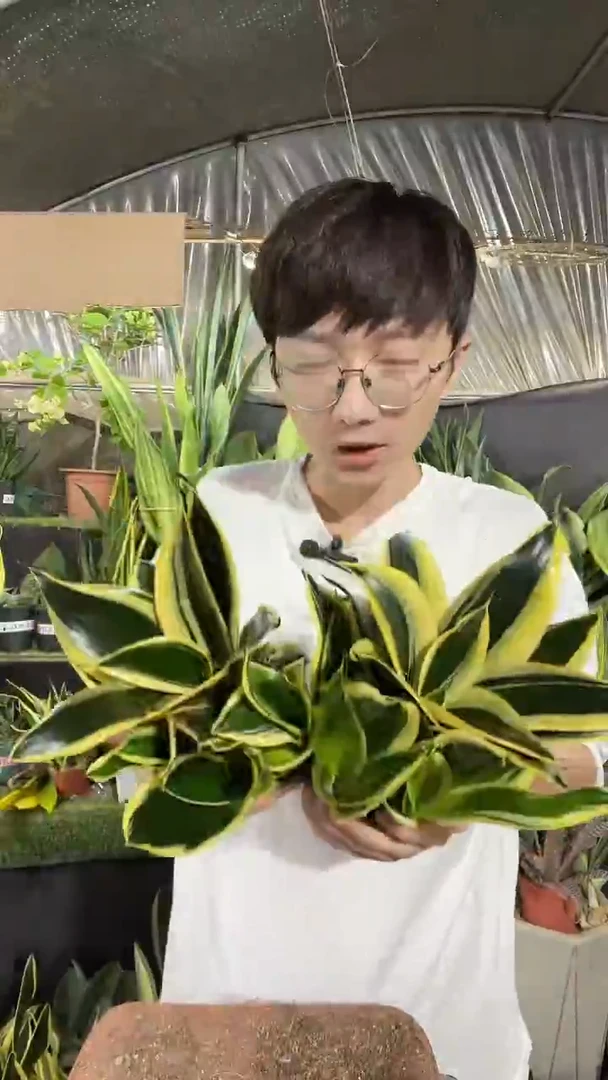 10厘米盆宝塔金荷花2盆17.8