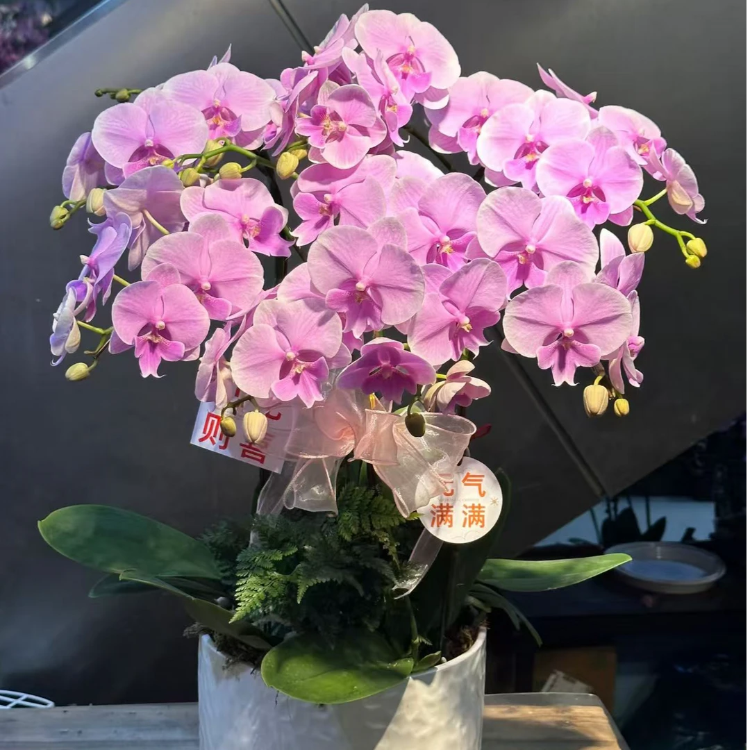 精品蝴蝶兰组盆【浪漫樱花】3.8寸大苗