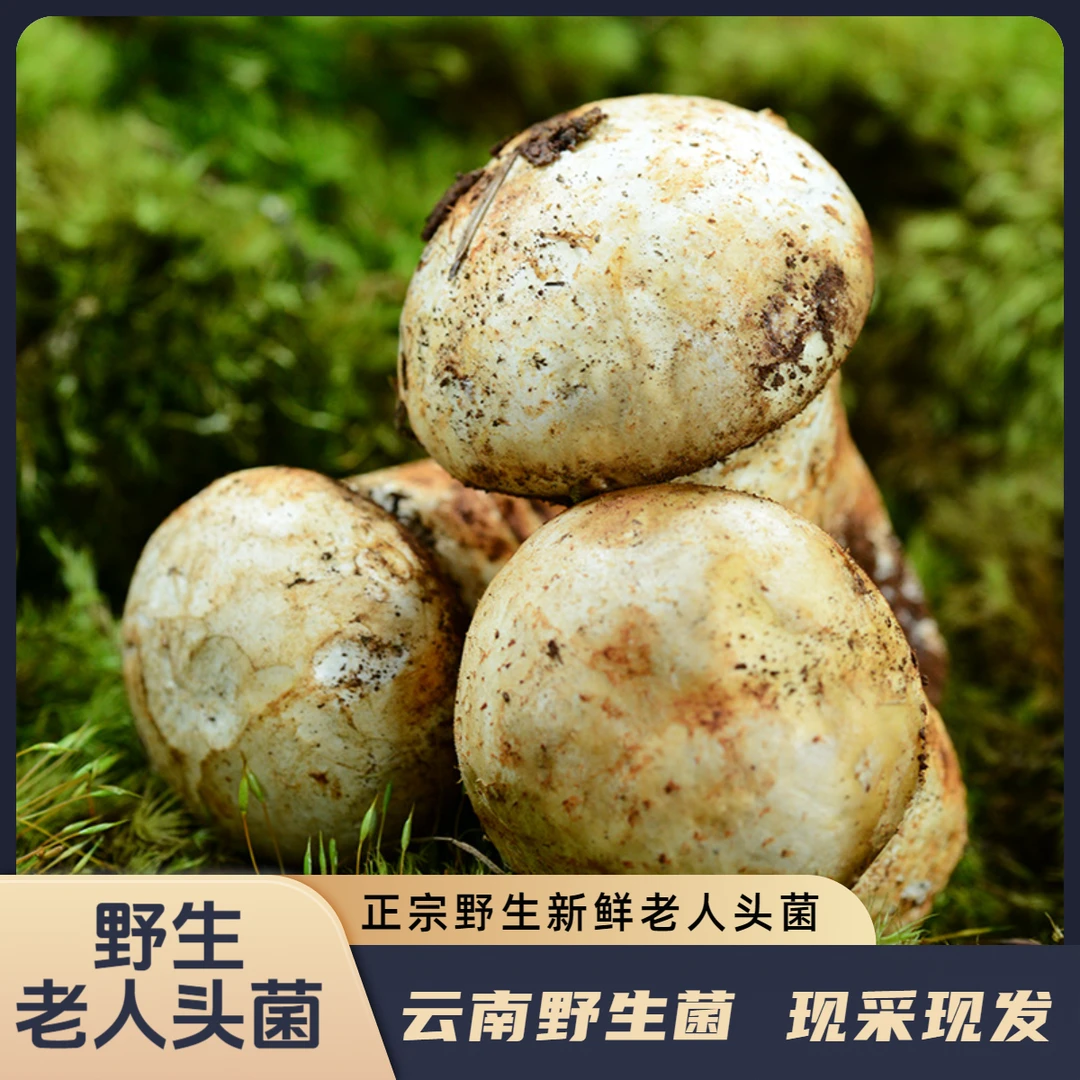 【云南新鲜野生老人头菌】仙人头菌云南直发素炒爆炒食材250克