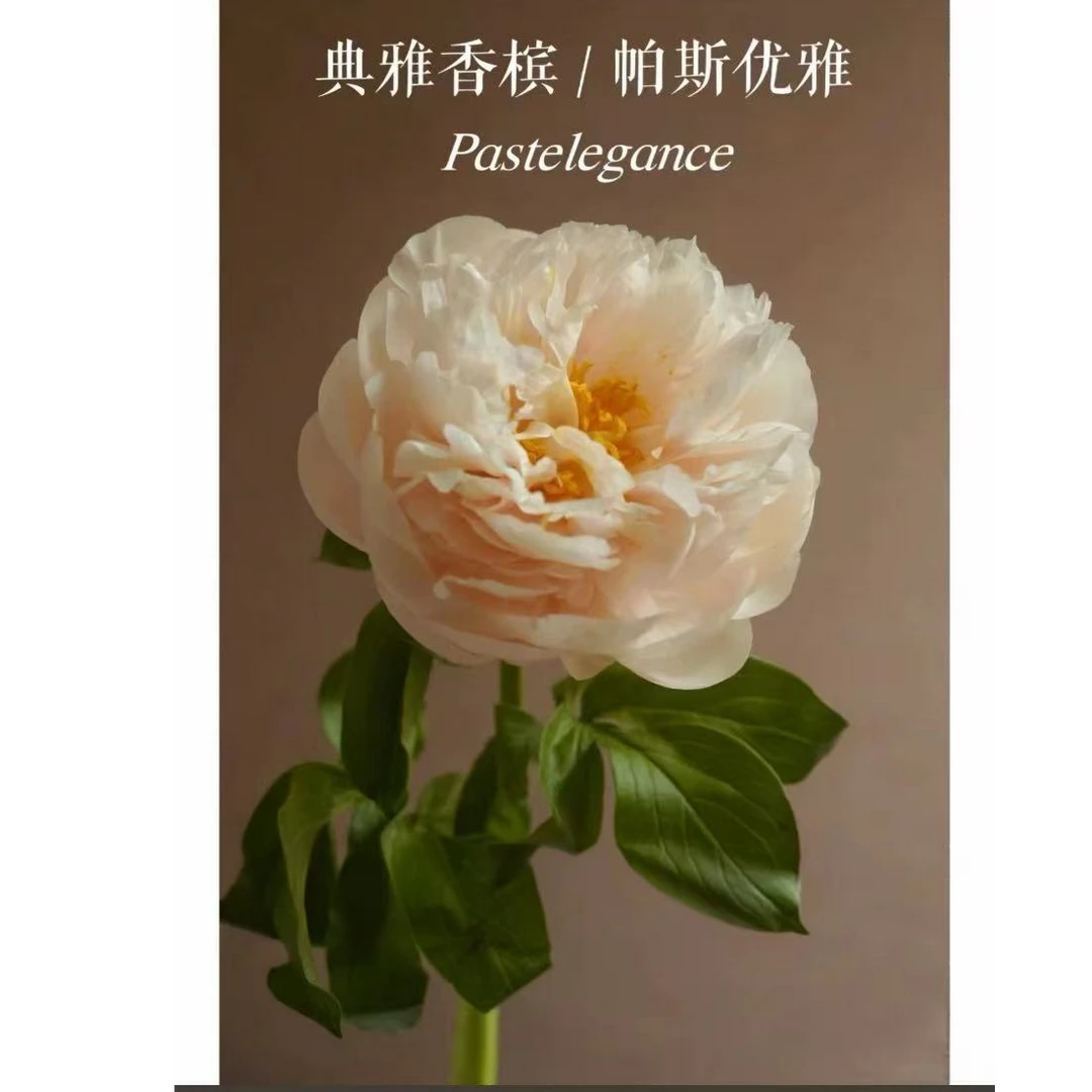 【典雅香槟】进口芍药花苗 先发花肥秋季发苗四季易活