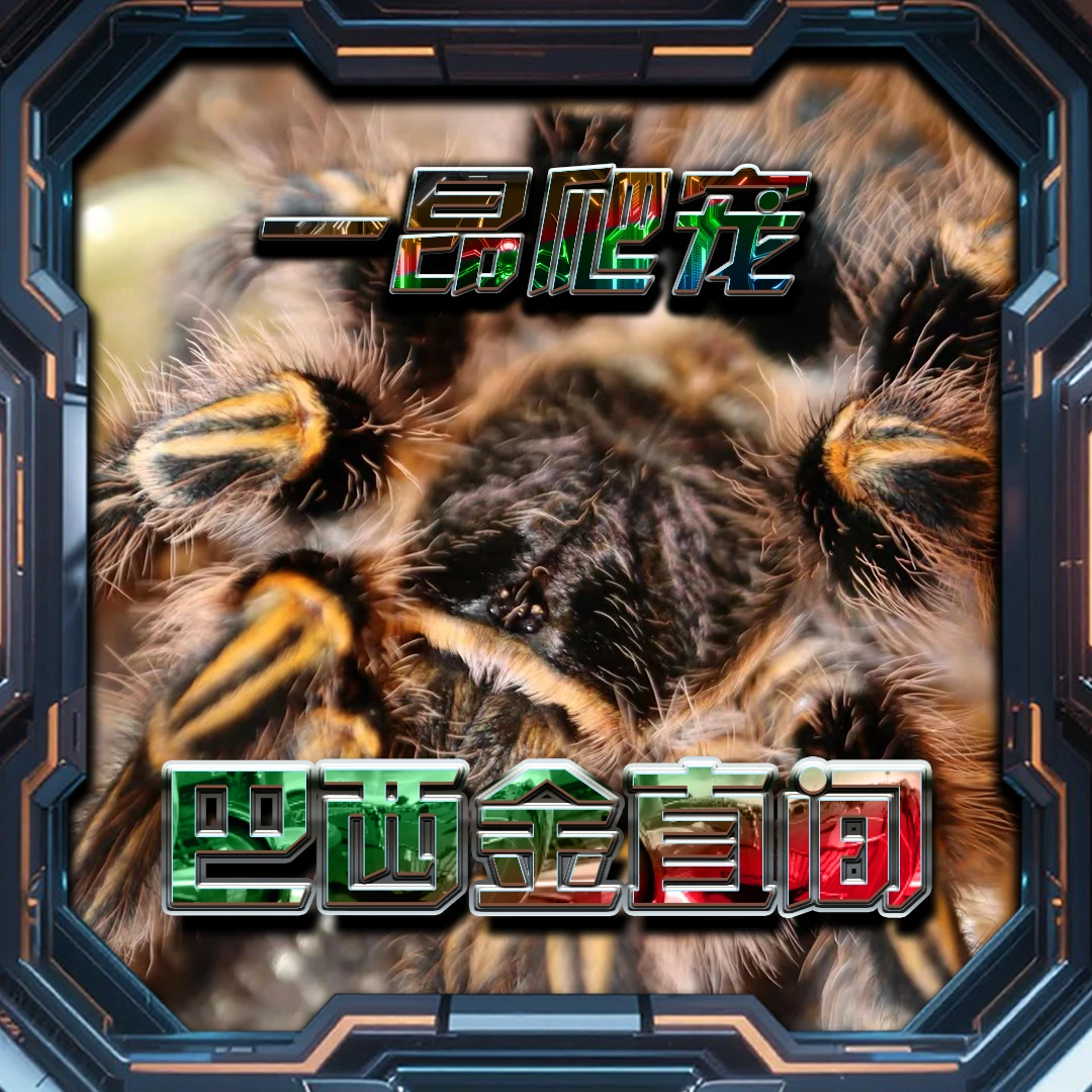 巴西巨人金直间温顺宠物蜘蛛新手好养可爱容易饲养