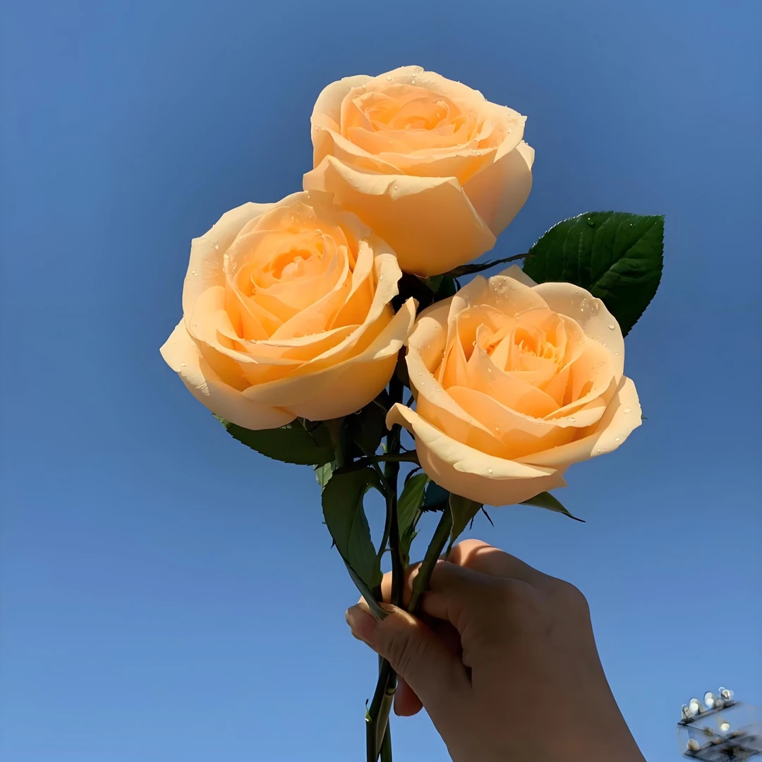 楷楷专属『香槟10支』全场任意满两单鲜花顺丰包邮 3单送黄莺草 鲜花直播批发次日达包邮